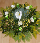 Holly